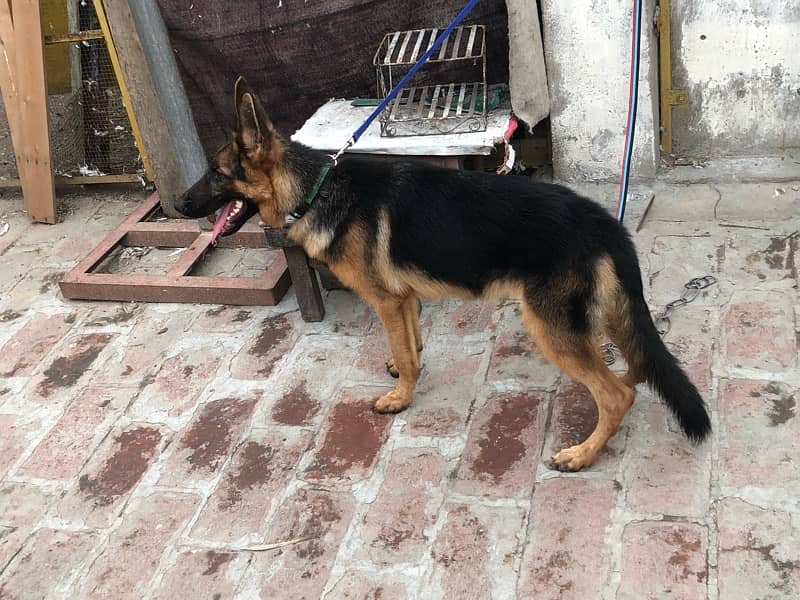 German shepherd  female 4