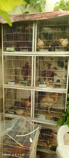 2 cages for hens/birds