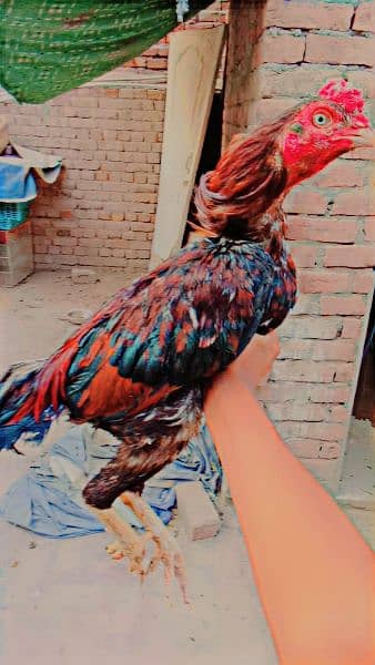 aseel pair for sale vip quality contract number 03006373965 2