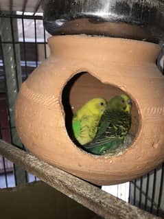 Australian parrot for sale 03460922108 call and WhatsApp