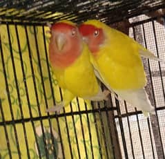 Common Lutino Breeder Pair Available for sale