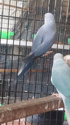 Violet Df Male and White Ringneck Female