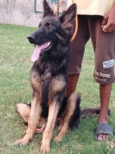 German Shepherd puppy