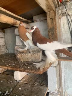 Pemorien Breeder ghubara pigeon red tail pair 0