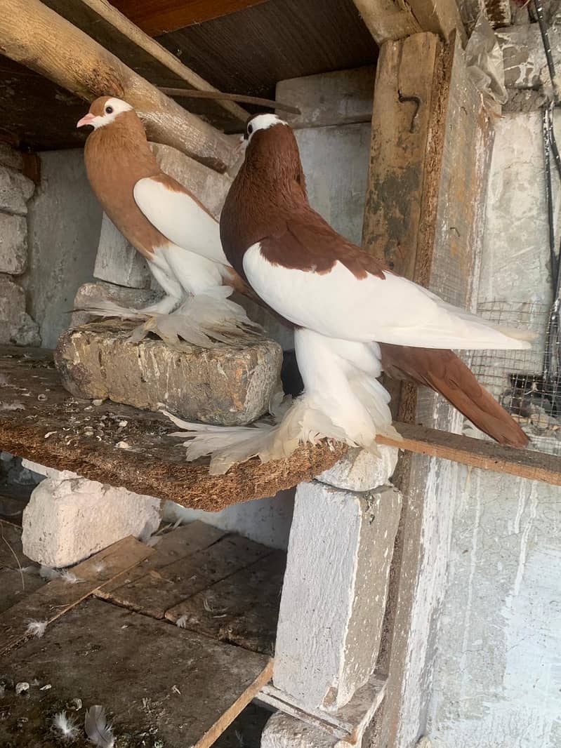 Pemorien Breeder ghubara pigeon red tail pair 1