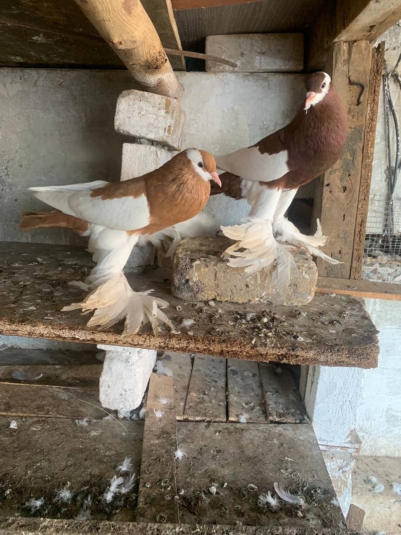 Pemorien Breeder ghubara pigeon red tail pair 3