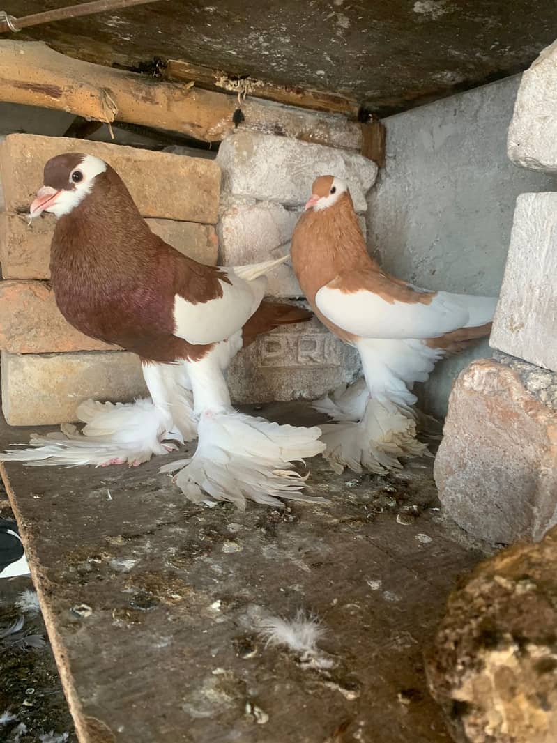 Pemorien Breeder ghubara pigeon red tail pair 4