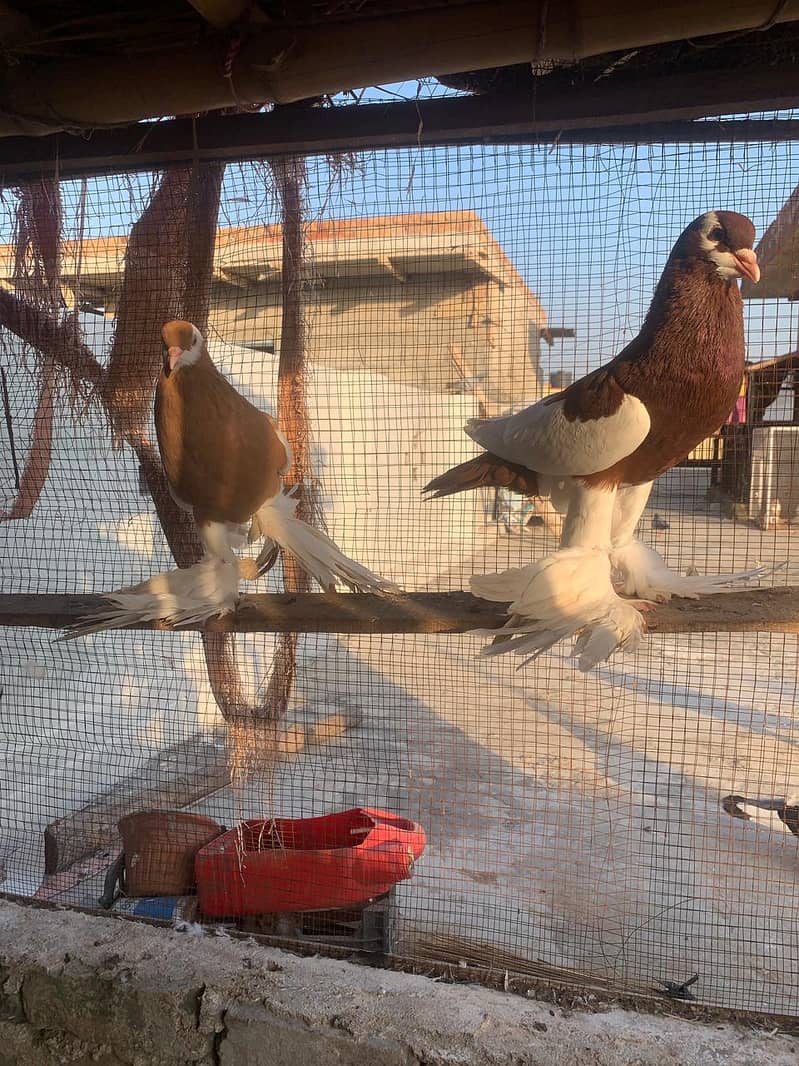 Pemorien Breeder ghubara pigeon red tail pair 5