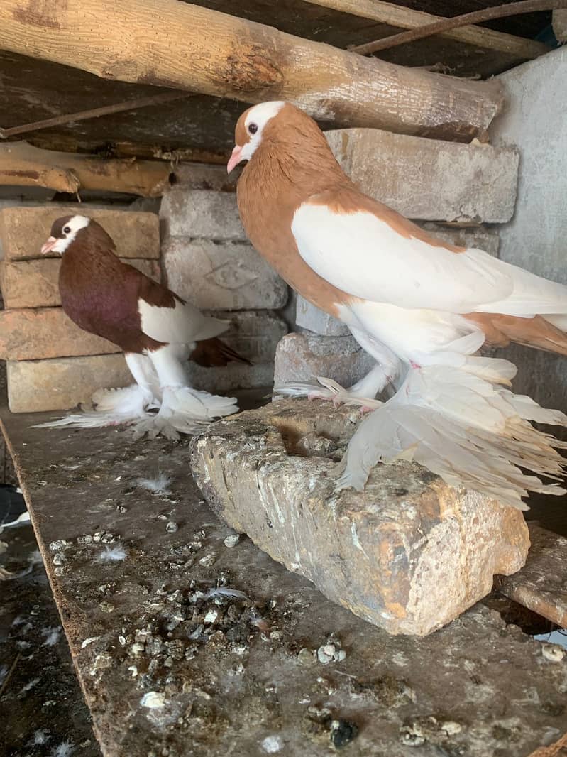 Pemorien Breeder ghubara pigeon red tail pair 7