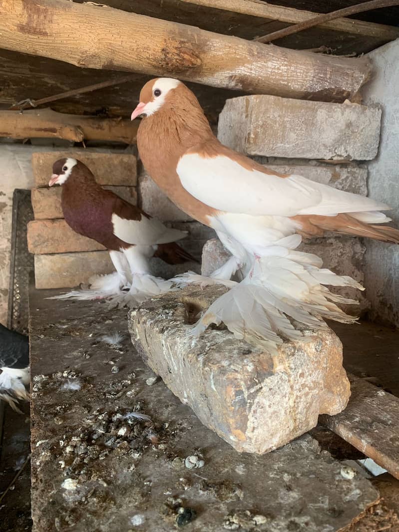 Pemorien Breeder ghubara pigeon red tail pair 8