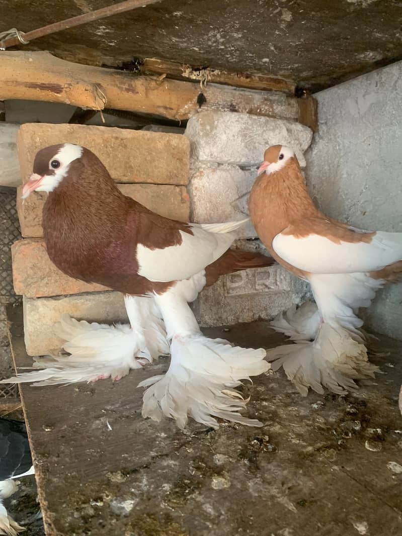 Pemorien Breeder ghubara pigeon red tail pair 9