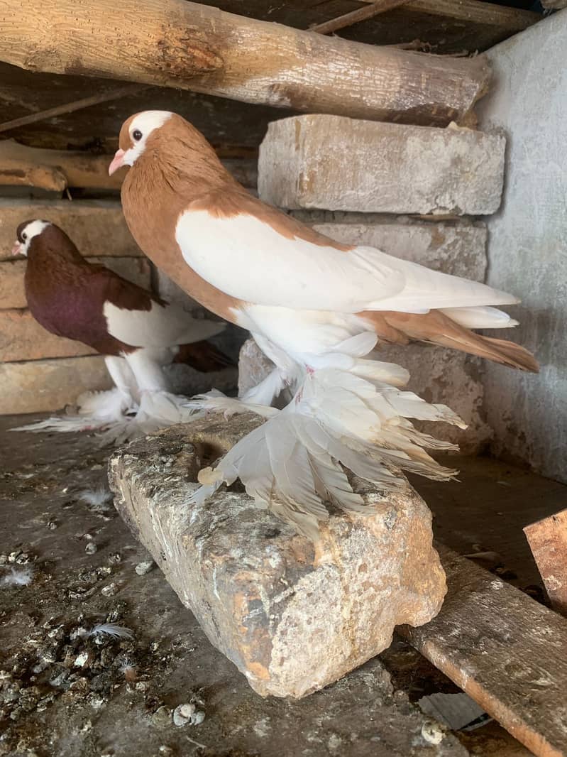 Pemorien Breeder ghubara pigeon red tail pair 10