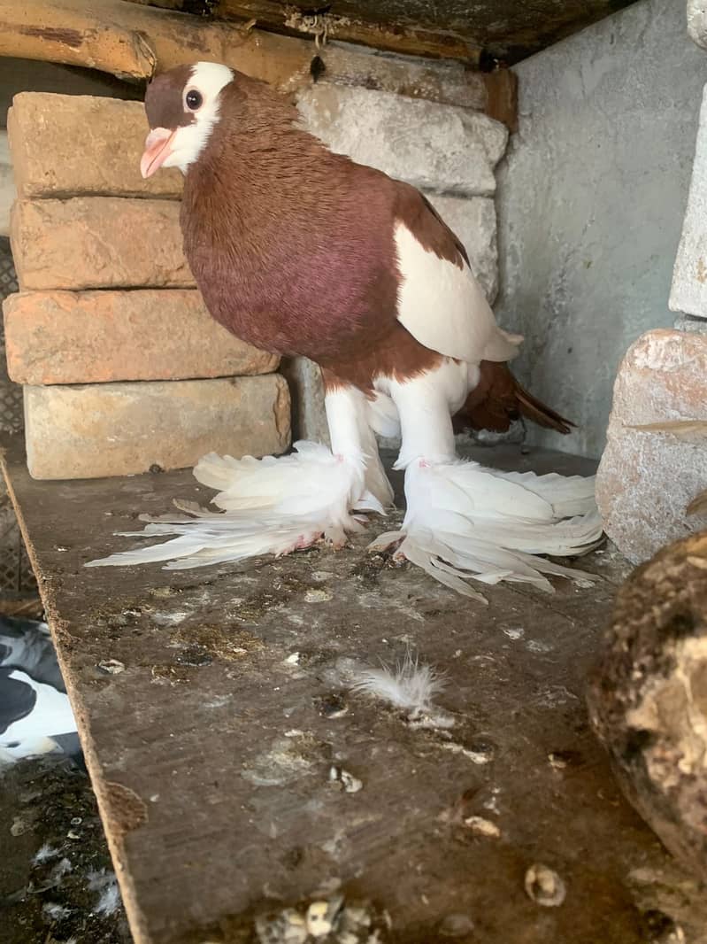 Pemorien Breeder ghubara pigeon red tail pair 11