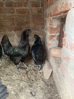 ayam cemani gray toungue females available