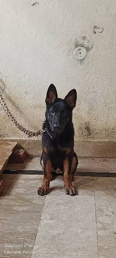 Germen Shepherd (Age 5 month) non Pedigree