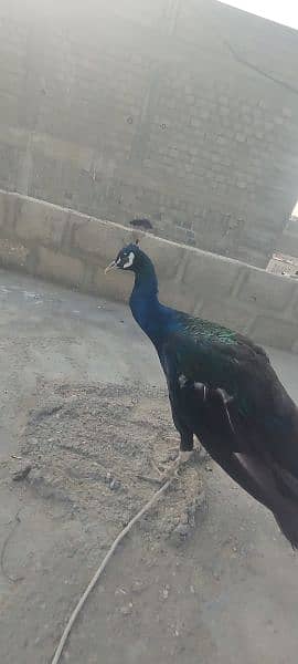 peacock (Mor) For Sale Pair 4