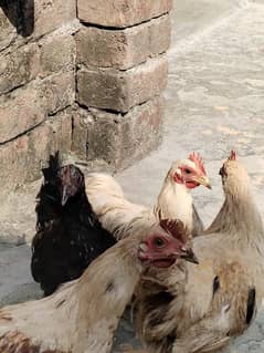 bantam 2 pair for sale han urgent for. sale