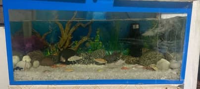 Fish Aquarium