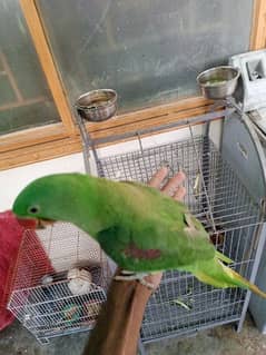 Kashmiri Raw parrot hand tame