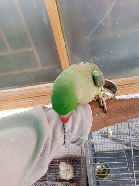 Kashmiri Raw parrot hand tame 1