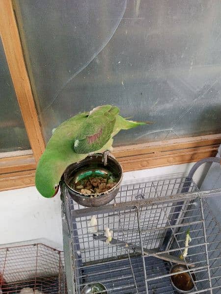 Kashmiri Raw parrot hand tame 2