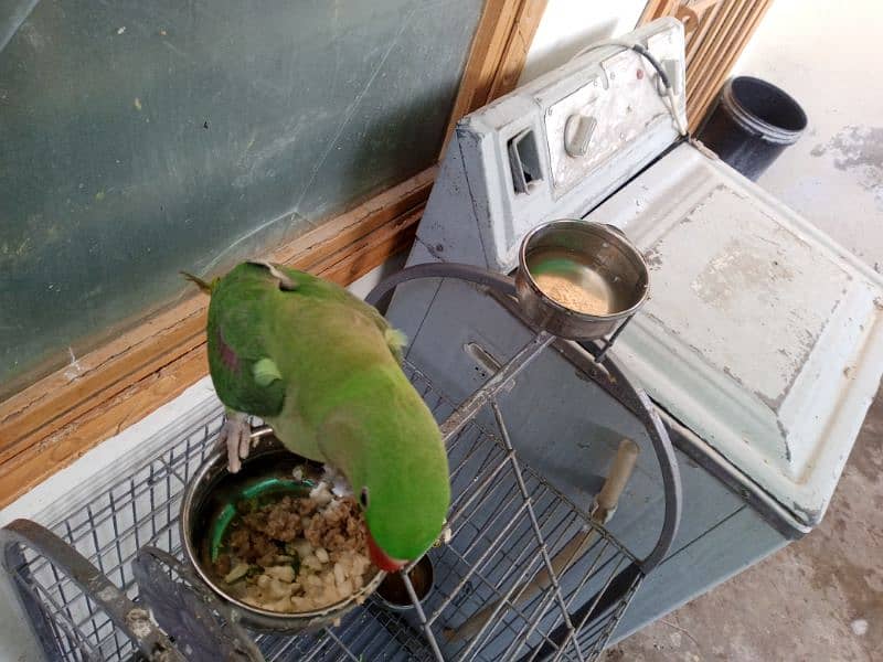 Kashmiri Raw parrot hand tame 3