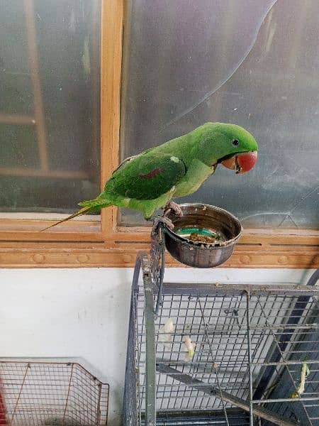 Kashmiri Raw parrot hand tame 4