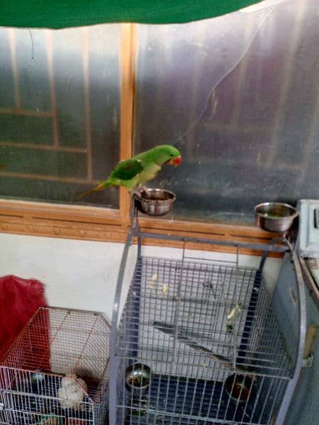 Kashmiri Raw parrot hand tame 5