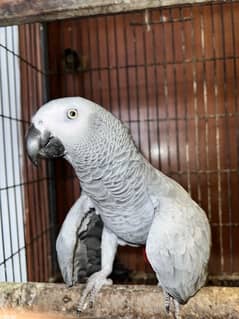 African grey parrot