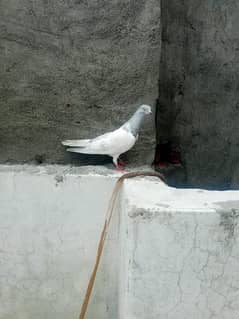 pigeon