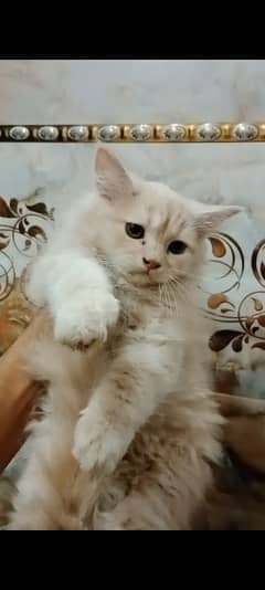 Persian kitten