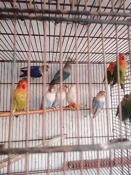 LoveBird 0