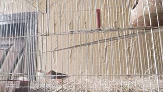 finches pair for sale with cage