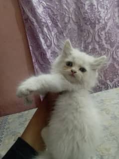 female kitten available