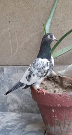 pigeon teddy pair' lakhi' red eyes neela ? 03224690184