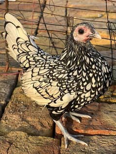 Silver Sebright Sebrite Female For Sale