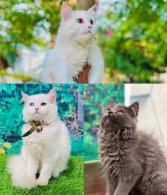 Persian hamalian british punch face piki face cat's and kitten's