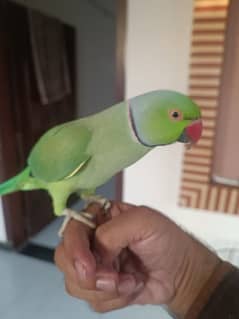 Green Ring neck parrot for sale