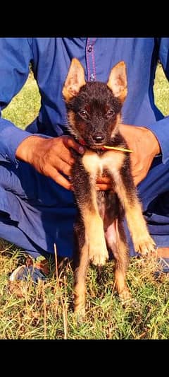 Belgium Shepherd mail 2 months for sale