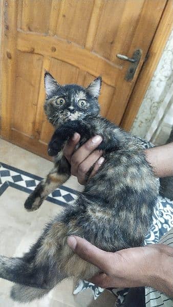 persian double coated kitten 2