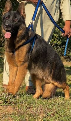 German shepherd long Cote show quality male havey bone structure for s