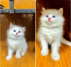 Persian cat for sale 2 month age WhatsApp number 03379701486