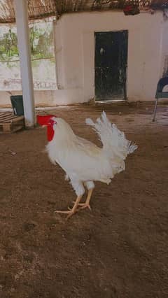 safaid Murga for sale/white rooster for sale