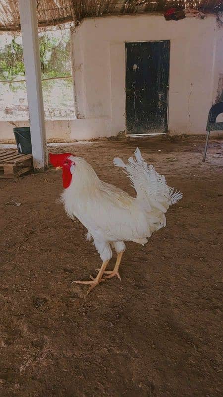 safaid Murga for sale/white rooster for sale 0