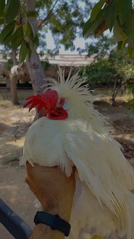 safaid Murga for sale/white rooster for sale 1