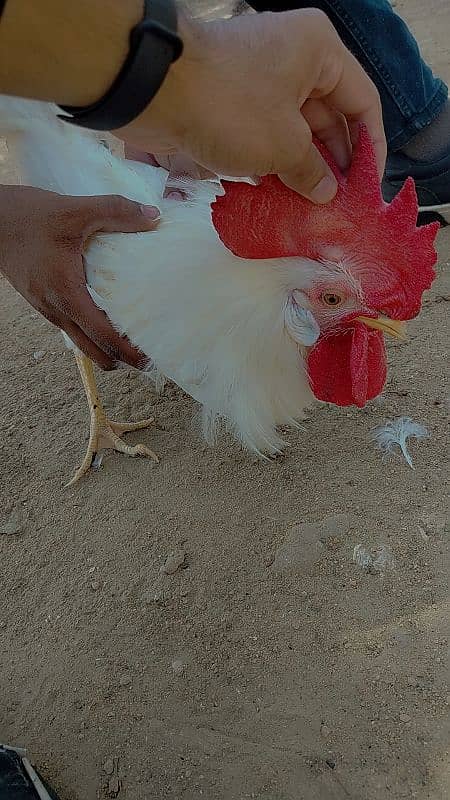 safaid Murga for sale/white rooster for sale 2