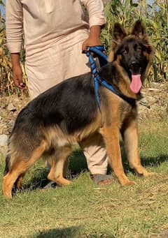 German shepherd long Cote show quality havey bone structure male for s