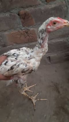 5 Aseel Chicks 8 Months Old