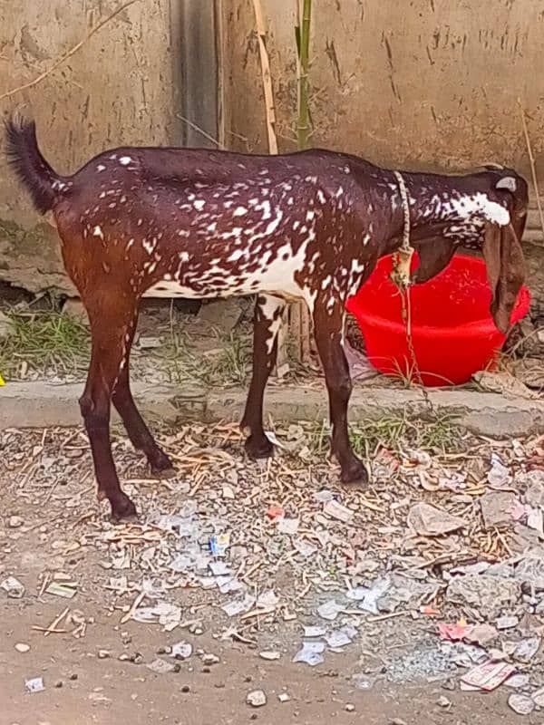 Ghar k pala hua bakra or bakri 7