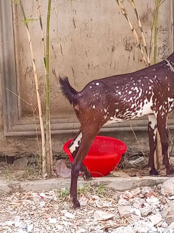 Ghar k pala hua bakra or bakri 9